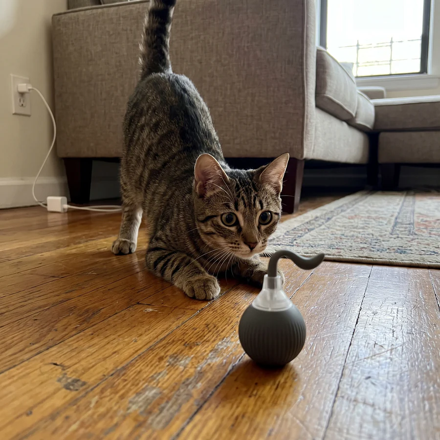 Ground Prey, self-rolling toy ball