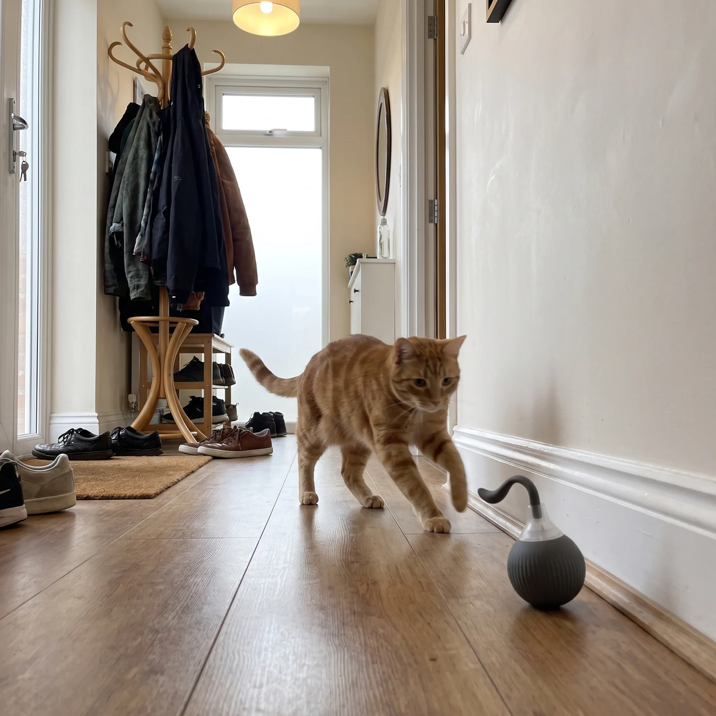 Ginger cat chasing an automatic rolling cat toy ball down an apartment hallway
